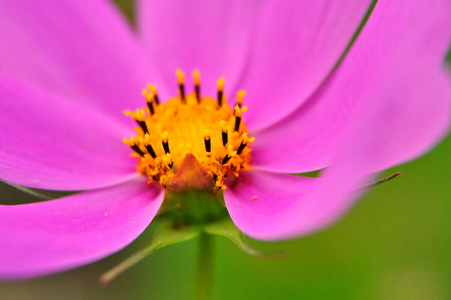 花蕊特写