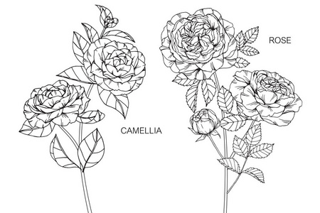茶花和玫瑰花。黑白线条画素描