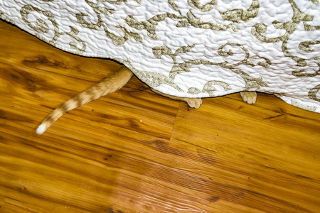 猫爪在床底下偷看图片