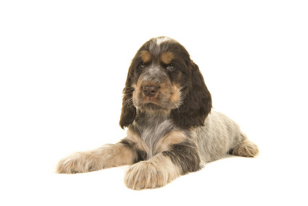 可爱多彩色的罗恩棕色英国可卡犬小狗的狗躺在白色的背景孤立