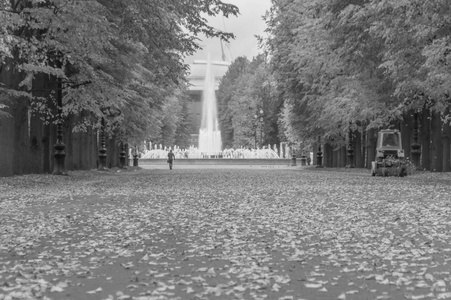 黑色和白色, 秋天在公园里的路与落叶