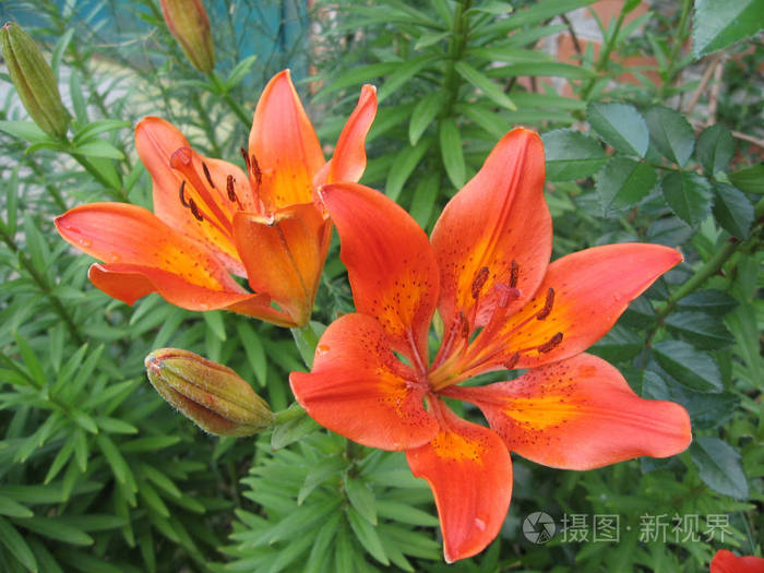 美丽的橙色百合花在花园里绽放.花的彩色照片