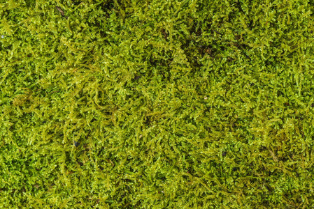 绿色苔藓背景纹理美丽的自然。特写