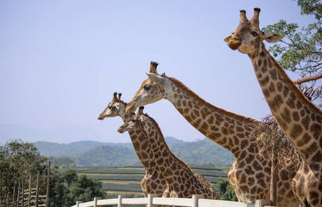 在国家动物园里，泰国的长颈鹿