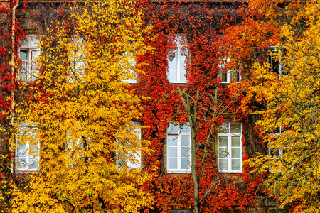 野生葡萄红色秋天，在房子的墙上