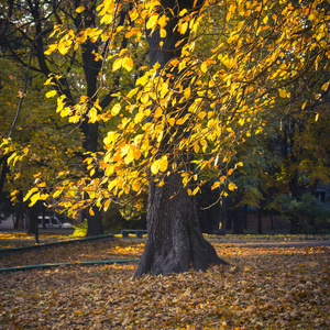 城市公园的秋天景观。 树上和地上的黄色叶子鲜艳