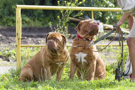 Neapolitana Mastino 特写