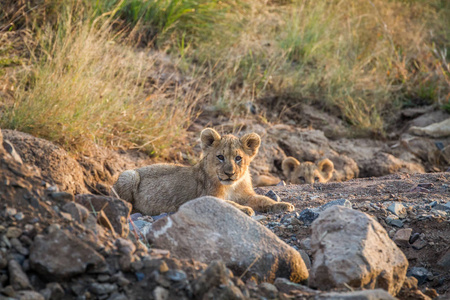 两只狮子幼崽躺在干河床