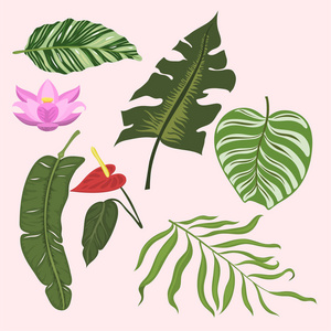 热带树叶夏季绿色异国情调丛林棕榈叶自然植物植物学夏威夷植物矢量插图