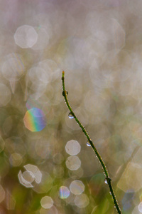 背景与露珠的水滴与美丽的 bokeh 作用