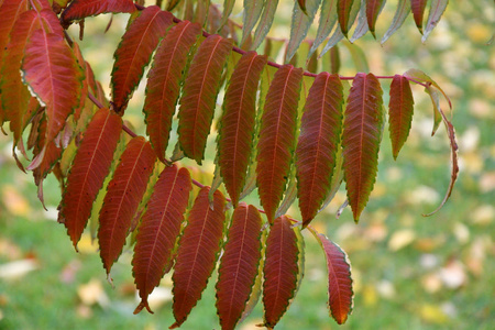 秋天的叶子树苏马克LAT。 斑疹伤寒
