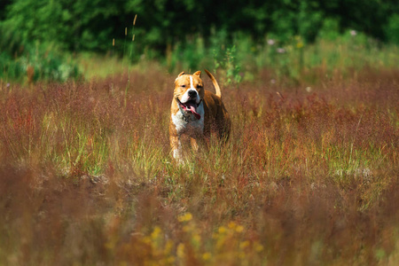 在黄色的绿色草地上运行美国斯塔福郡梗犬