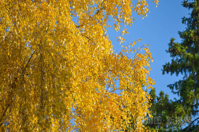 明亮的黄色桦树叶子在蓝天背景在秋天森林