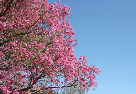 粉红色的拉普拉帕乔在天空中绽放