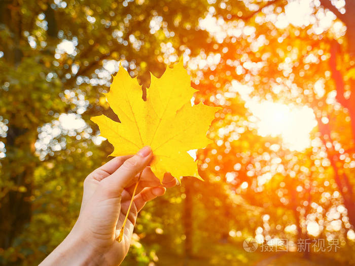 手拿着黄色枫叶在秋天的阳光背景