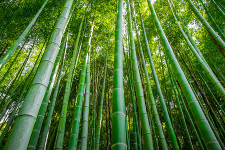 岚山竹森林，京都，日本