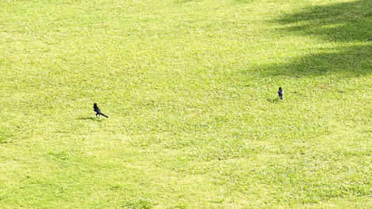 草丛中的黑鸟