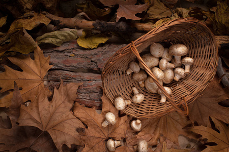 在进了树林篮子里的蘑菇