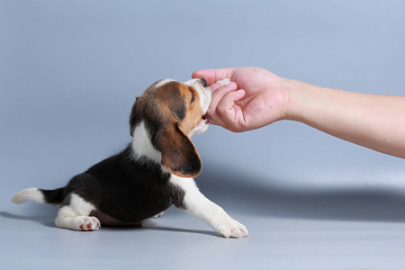 灰色屏幕1个月纯种猎犬