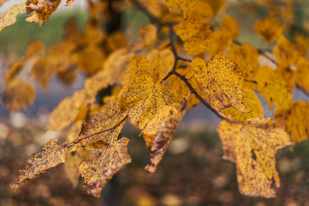 棕色黄叶秋天公园在城市。各种植物特写