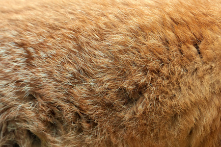 真正的红狐狸皮毛的纹理
