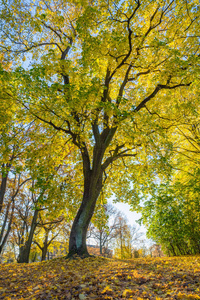 在里加，区 agenskalsns 的 Arkadijas 公园。秋天，黄色 tr