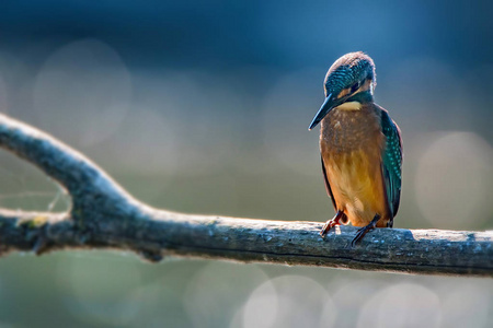 翠鸟或 Alcedo 这个栖息枝头