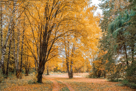 秋天的森林。美丽的背景, 公园在明亮的树叶。在一个阳光明媚的下午, 在森林中的道路。绿色和橙色自然背景在雨以后。这条路布满绿草的
