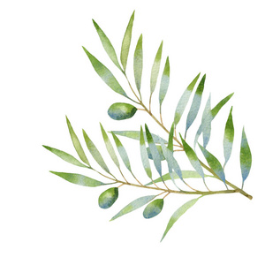 橄榄树枝水彩