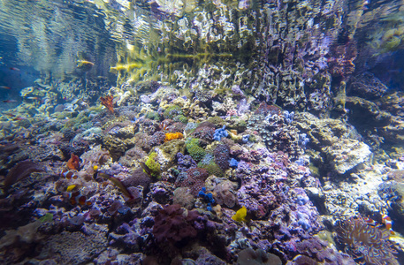 大水族馆或与模仿的珊瑚礁水族馆