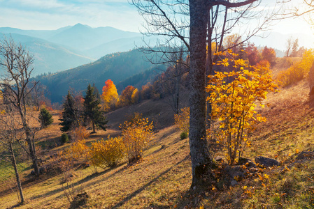 多彩的秋日景色在山村里。在喀尔巴阡山的早晨有雾。sokilsky 脊，乌克兰，欧洲