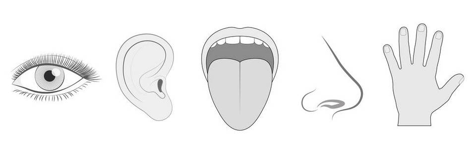 五种感官视觉听觉味觉嗅觉触摸