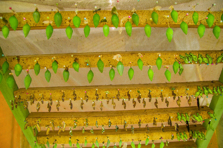 在 Mariposario 的蝴蝶馆内求生，厄瓜多尔蛹阶段的蝴蝶