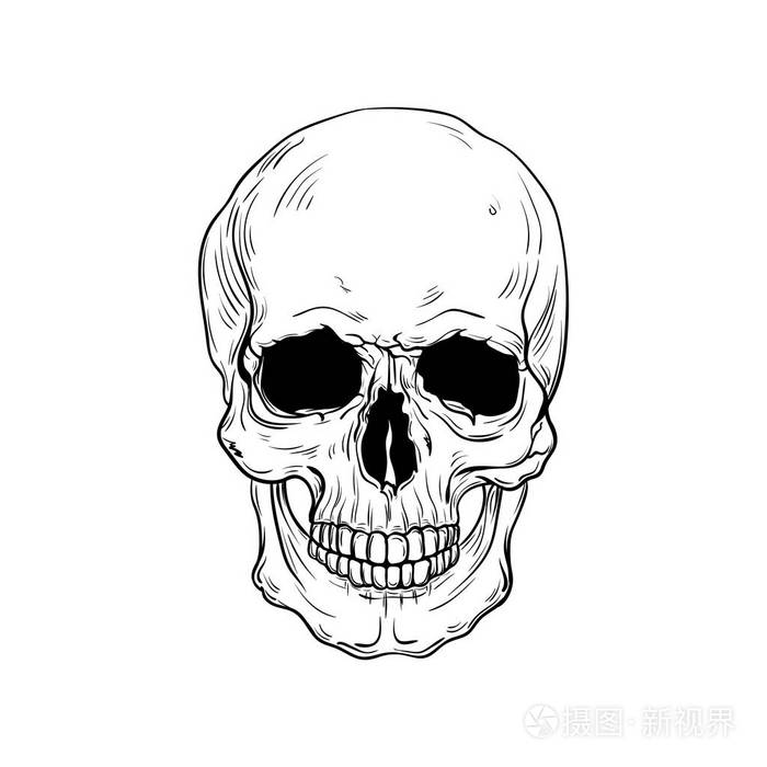 手绘解剖头骨. 矢量插图
