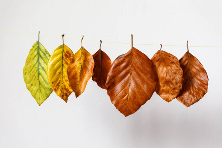秋天的心情。树叶上挂着的线程安排的颜色从黄色到棕色