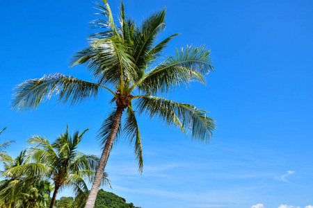 苏梅岛泰国海滩的椰子树