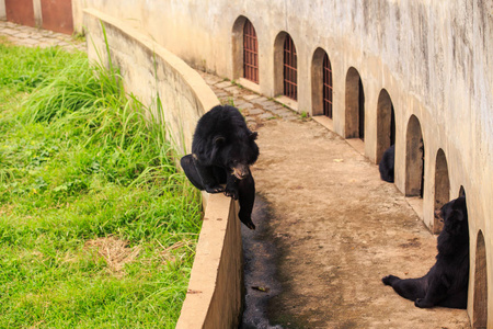 大黑熊坐在栅栏和石墙之间，在越南动物园里有铁栅窗
