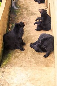 越南动物园里，三只大黑熊坐在石墙和铁栅栏之间