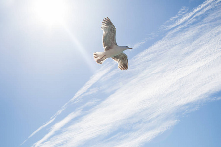 单在多云的天空中飞翔的海鸥
