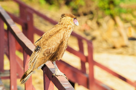 鹰卡拉卡拉在栅栏与浅棕色羽毛