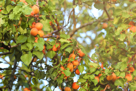 枝具成熟杏子在花园里图片
