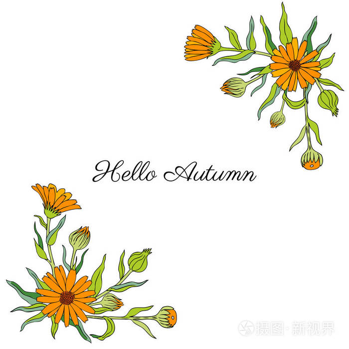 金盏菊花卉上白色背景,植物手绘制的万寿菊,矢量图, 装饰花束设计包茶