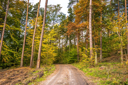 秋天的森林之路, 自然风光的风景与五颜六色的树