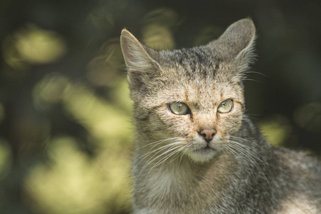 野生猫科动物与森林为背景的肖像