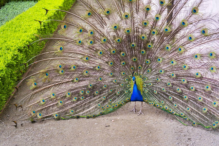 显示明亮多彩羽毛的美丽的印度蓝孔雀男