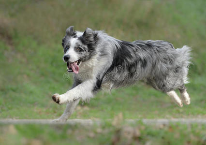 公边境牧羊犬