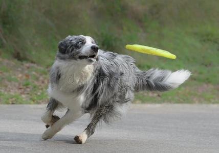 公边境牧羊犬