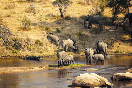 在非洲给大象洗澡图片