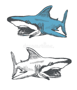 野生动物 性格 牙齿 海洋 卡通 偶像 自然 游泳 插图