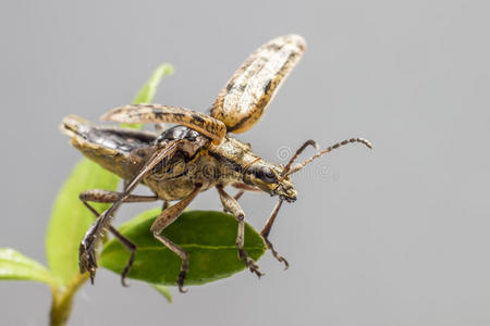 黑斑钳支撑甲虫rhagium mordax